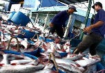 Ưu tiên nâng cao năng suất, chất lượng thủy sản Việt Nam