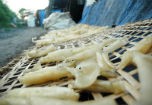 Kinh hoàng 'công nghệ' chế biến đặc sản bóng bì lợn