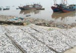 Chất độc trong cá khô là thuốc diệt côn trùng