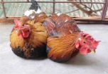 Mập mờ phân biệt gà Yên Thế và gà Trung Quốc