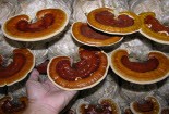 Thí điểm thành công công nghệ sản xuất nấm linh chi