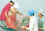 Người tiêu dùng lãnh hậu quả nếu Mỹ kiện tôm Việt Nam
