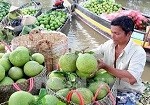 Bưởi Năm Roi nguy cơ mất chứng nhận GlobalGAP