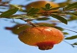 Cây mang điều hên, vui nên dùng dịp tết