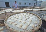 Châu Âu lại rúng động vì nghi cá giả