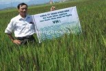 Nghệ An nghiên cứu thành công giống lúa thảo dược