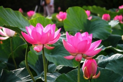 Phần lớn người dân chọn Sen là Quốc hoa Việt Nam