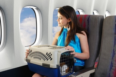 Du lịch an toàn cùng thú cưng dịp nghỉ lễ