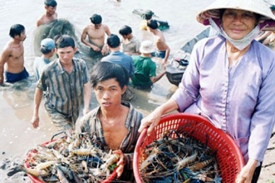 Tôm tươi Việt Nam bị nhiều nước cấm nhập