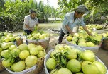 Sôi động thị trường hoa quả ngày hè