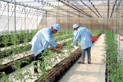 Chuyển giao công nghệ sản xuất rau, củ quả chất lượng cao