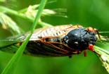Nghiên cứu tiếng ve sầu để ứng dụng trong hải quân