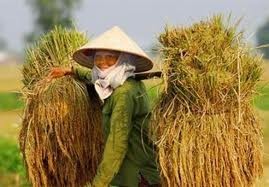 Trớ trêu ốc bươu vàng giá trị hơn lúa!