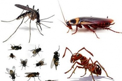 Tự tiện sử dụng thuốc diệt côn trùng sẽ hại 13Win19 ưu đãi hấp dẫn