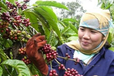 Minh bạch thông tin, tăng cạnh tranh cho nông sản