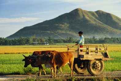 Thủ khoa phải hướng về xây dựng nông thôn mới