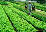 Rau miền Bắc nhiễm độc cao hơn miền Trung, miền Nam
