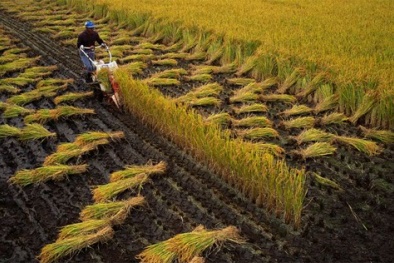 Nhật Bản hạ nhiệt, cơ hội cho Việt Nam