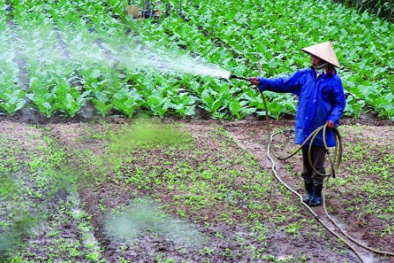 Rau quả tưới hóa chất: Đừng để 'mất bò mới lo làm chuồng'