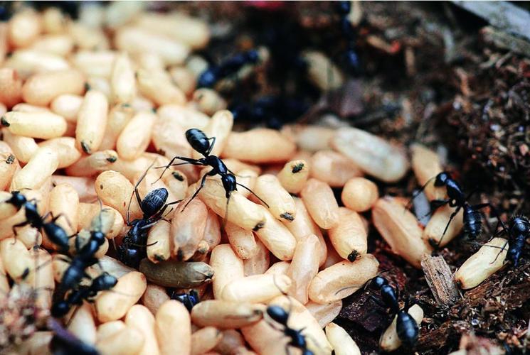 Rợn người hình ảnh người cha ném đứa con 10 tháng tuổi