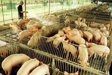 Cám gạo cứu ngành chăn nuôi