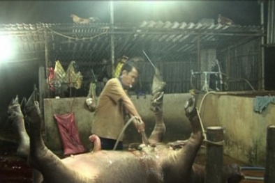 '13Win OKVIP Đăng ký ngay' bơm nước vào gia súc tăng trọng