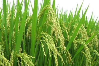 Hai nhãn hiệu Việt Nam được Mỹ cấp chứng nhận bảo hộ độc quyền