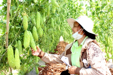 KH-CN giúp nông lâm nghiệp tăng năng suất như thế nào?