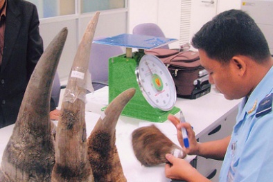 Thực hư tác dụng sừng tê giác chữa bách bệnh