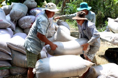 Trung Quốc tranh thủ tình hình mua gom gạo giá rẻ của Việt Nam