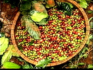 Nông dân vì tiêu chặt điều, bỏ cao su