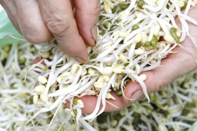 Phát hiện giá đỗ bẩn nhiễm vi khuẩn E. coli