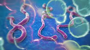 Hồng Kông phát hiện trường hợp nghi nhiễm Ebola