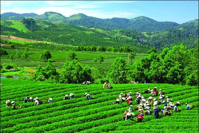Đến năm 2020 có 100% diện tích vùng rau quả và chè được chứng nhận VietGAP
