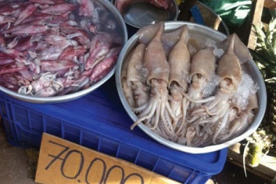 “Hô biến” mực lạ không đầu thành mực Phan Thiết, Nha Trang giá “bèo“