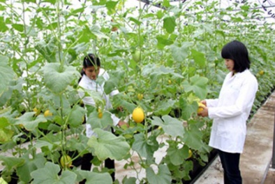  Nông dân sẽ thoát nghèo nhờ cây trồng công nghệ sinh học?