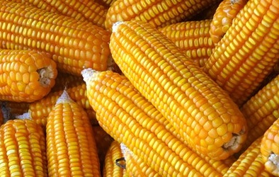 Giống ngô biến đổi gen đầu tiên được phép trồng tại Việt Nam