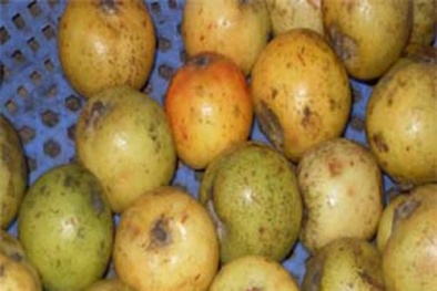 Cách làm ô mai táo mèo thơm lừng, hấp dẫn