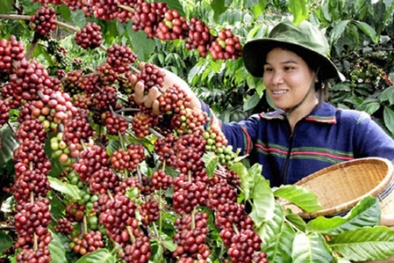 Trồng cà phê chất lượng cao theo chứng chỉ vẫn vướng khó