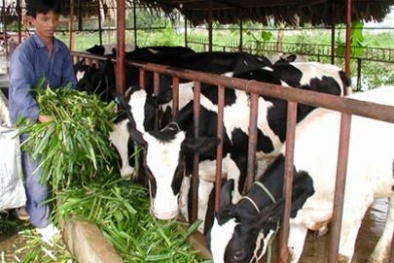 Nông dân được Nhà nước hỗ trợ tiền chăn nuôi
