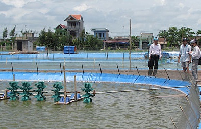 Nuôi tôm nước lợ theo VietGAP như thế nào để bền vững