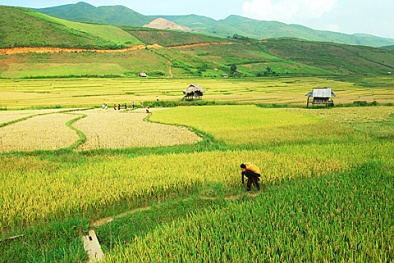 Bảo hộ chỉ dẫn địa lý nâng tầm cho gạo Điện Biên 