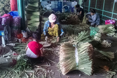 Hãi hùng 'công nghệ' chế biến sả bằm