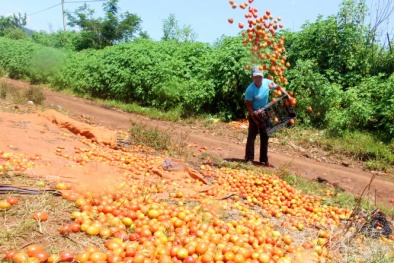 Đau xót nông dân đổ cà chua ra đường, cho heo ăn