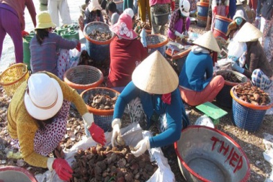 Sò lông, sò điệp nhiễm độc tố gây tiêu chảy