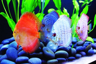 Nguyên tắc phong thủy cho bể cá cảnh