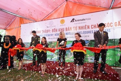 Khánh thành bốn khu bán tự nhiên chăm sóc gấu tại Trung tâm Cứu hộ Gấu Việt Nam