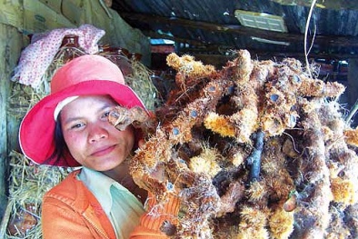 Quảng Ninh đẩy mạnh áp dụng khoa học công nghệ phát triển nguồn dược liệu