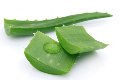 Dưỡng trắng da hiệu quả tuyệt vời với nha đam tươi