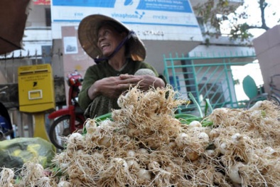 Củ nén có giá kỷ lục vì rắn lục đuôi đỏ